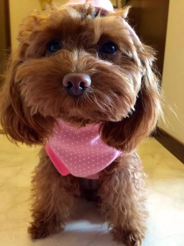 揭露繁殖犬的悲惨命运 留学生们买来的宠物可能来自黑心繁殖场 翰林学院