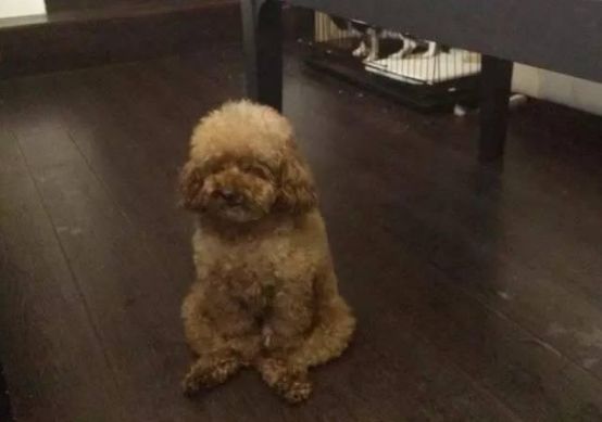 揭露繁殖犬的悲惨命运 留学生们买来的宠物可能来自黑心繁殖场 翰林学院